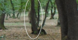 Mysterious silhouttes captured on film in Baciu Forest, Cluj